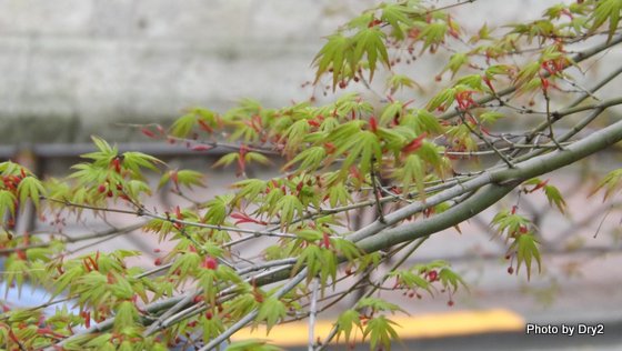 DSCF0209.jpg