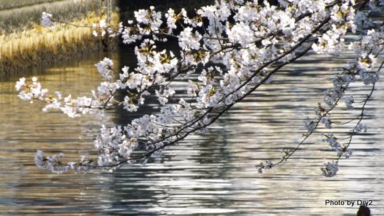 DSCF0265.jpg