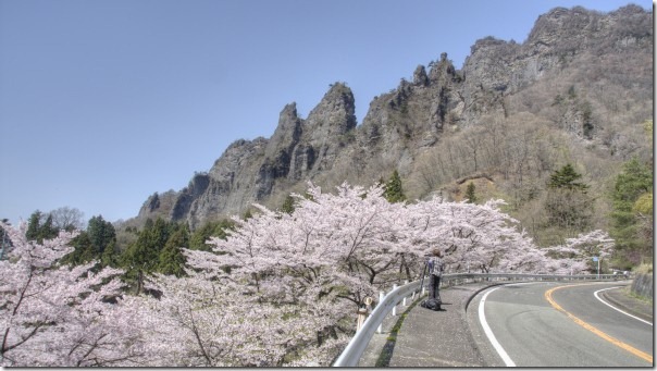 群馬県立森林公園さくらの里 見頃 春の花 桜