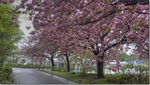 ぐんまフラワーパークの八重桜 ぐんまフラワーパークの八重桜