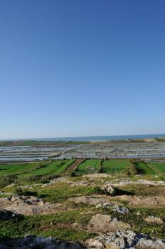 12Safi_04.jpg
