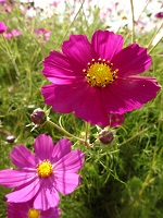 DSC03485.jpg