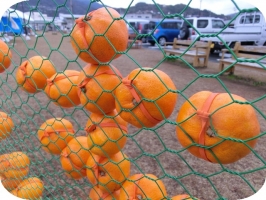 地元特産市05