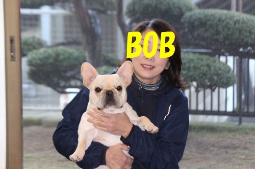 IMG_6093bob (500x333)