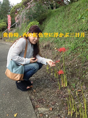 彼岸花