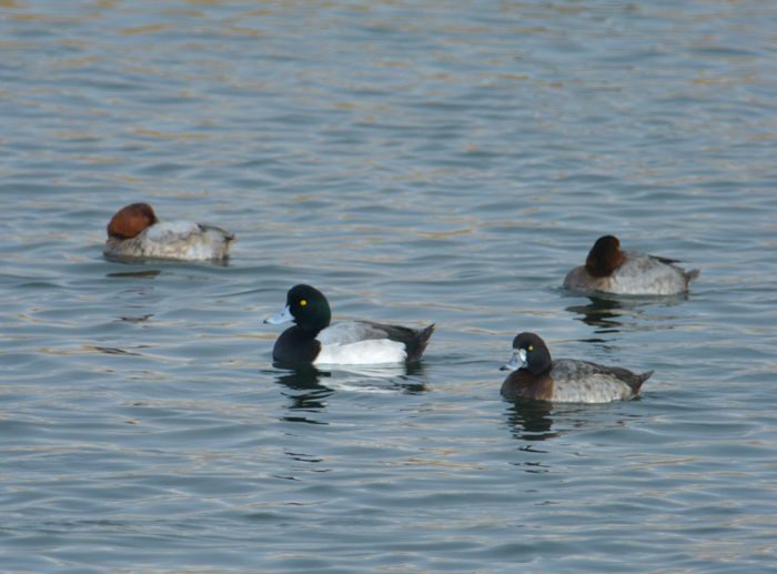 2013-12-スズガモDSC_7068