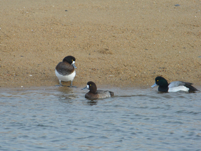 2013-12-スズガモDSC_6990