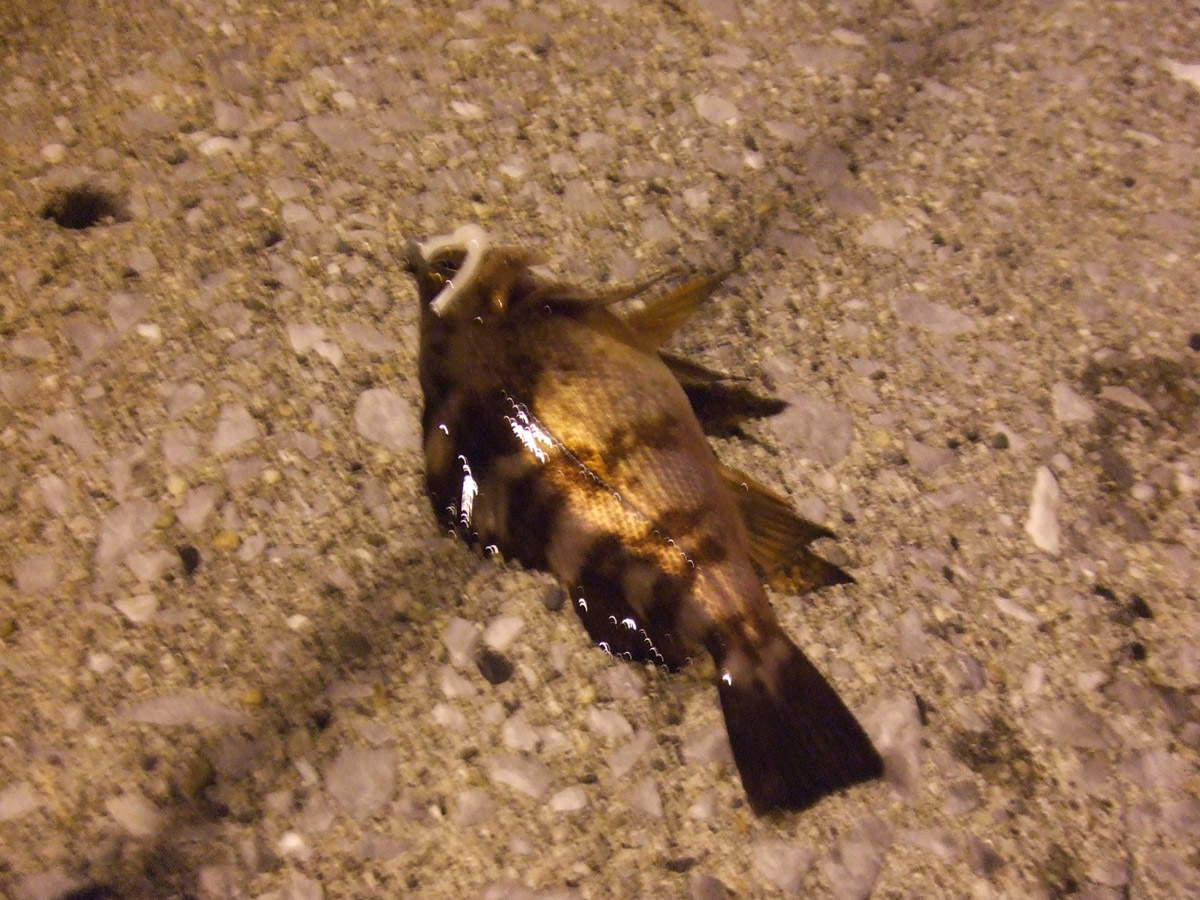 DSCF4253.jpg