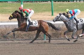 ogawa horse