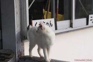 駅ネコ