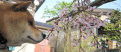 桜を見つめるあき