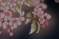 yozakura-kope-i.jpg