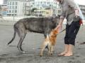 柴犬ちゃんとご挨拶
