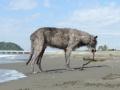 流木もカジカジ・・・。