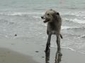 流木カジカジ