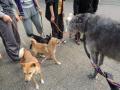 仔犬好きなフィンリーは大喜び♪