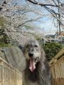 西鎌倉小の桜が綺麗に咲いていました