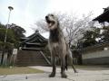 龍口寺境内の桜も満開