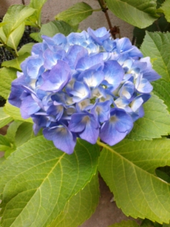 紫陽花・青1