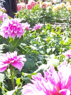 川西ダリア園