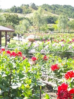 川西ダリア