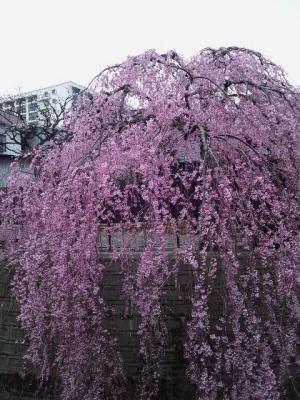 20130411----.jpg