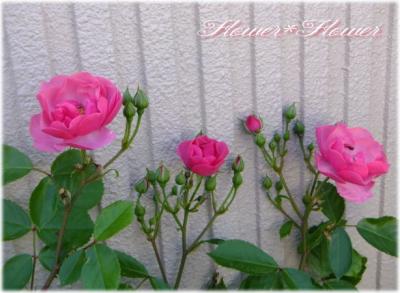 20130601r-------.jpg
