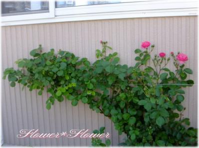 20130601r------.jpg