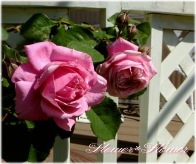 20130601r-----.jpg