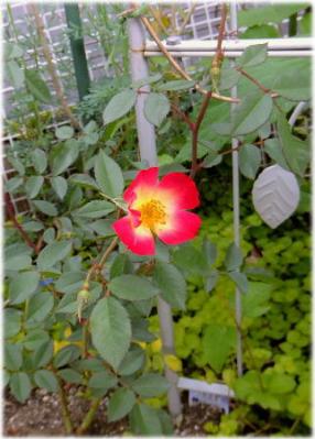 20130601r.jpg