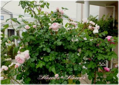 20130616------.jpg