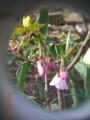 3:26富士桜蕾1