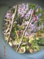 3:26富士桜蕾2