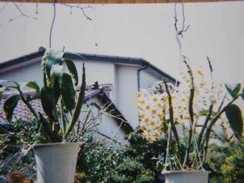 1992の房咲きデンドロ2鉢
