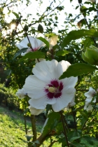 芙蓉