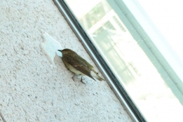 衰弱したメジロ