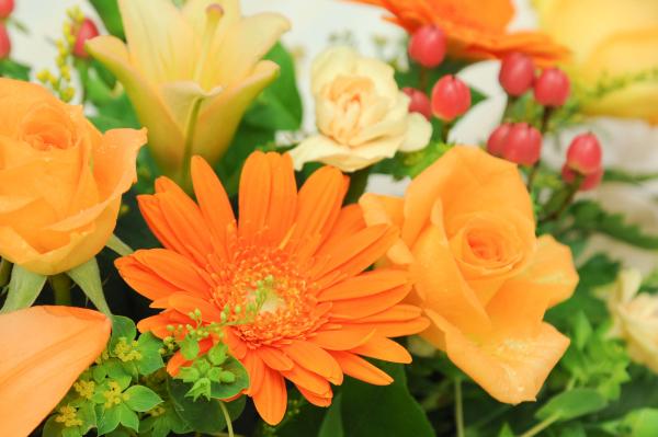 オレンジ色の花 Hana 花畑photo フリー 無料 の写真素材 壁紙置き場