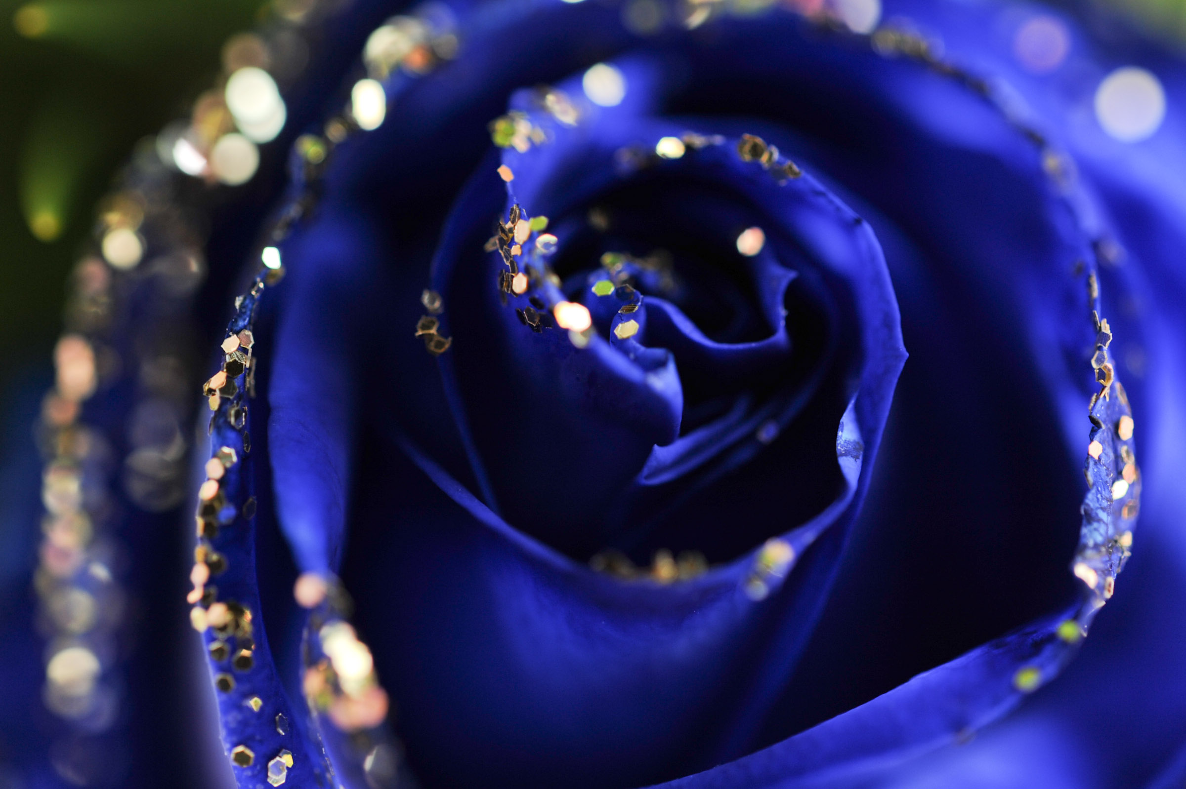 青いバラのアップ Hana 花畑photo フリー 無料 の写真素材 壁紙置き場 青色の花