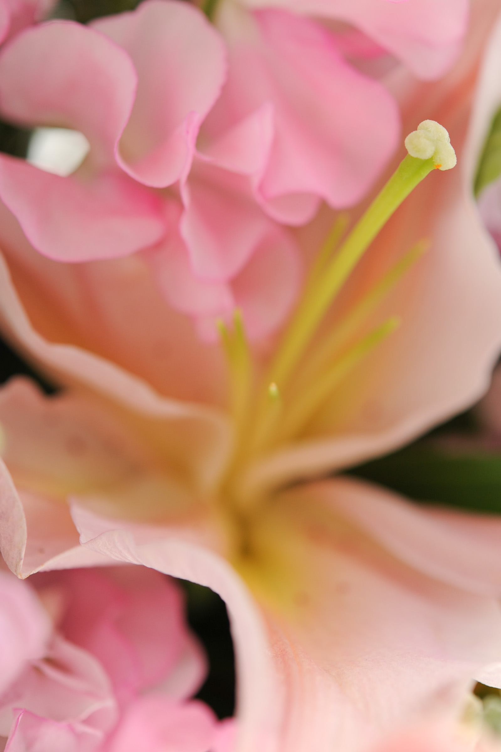 ピンク色の花と綺麗なシベ Hana 花畑photo フリー 無料 の写真素材 壁紙置き場 ピンク色の花