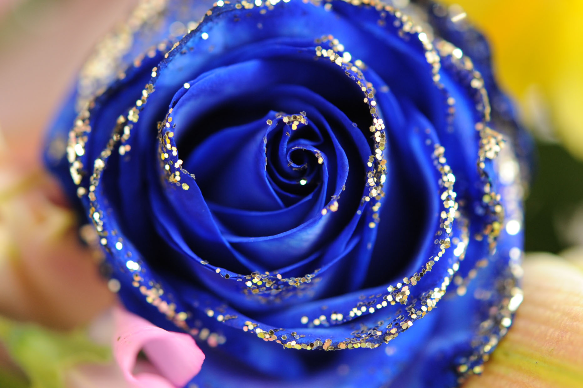 青いバラを上部から撮影 Hana 花畑photo フリー 無料 の写真