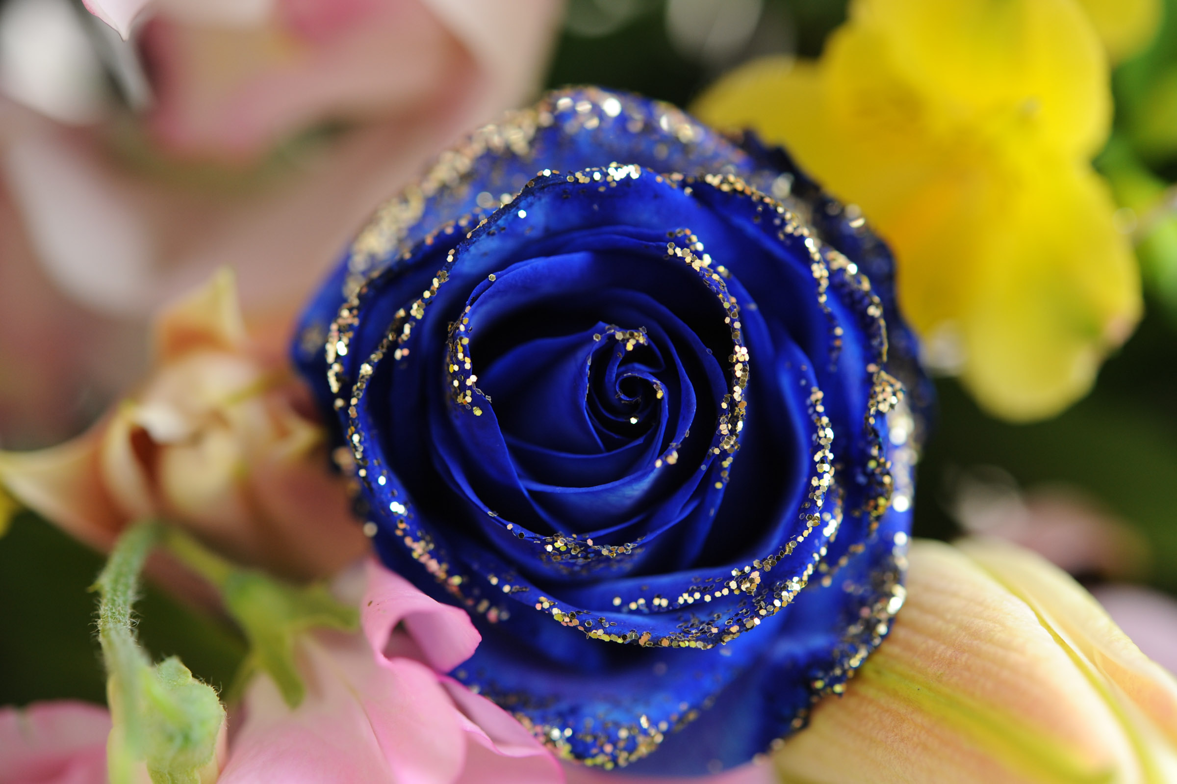 青いバラを上から撮影 少し引いて全体が見える大きさ Hana 花畑photo フリー 無料 の写真素材 壁紙置き場 青色の花