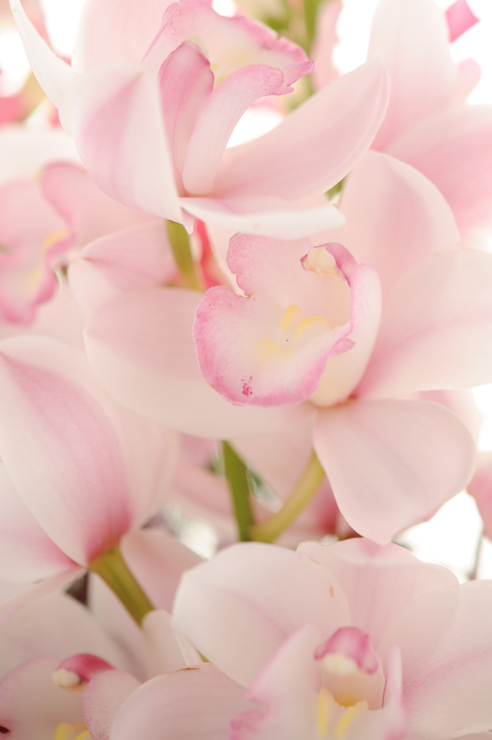 ピンク色の花のアップ ラン科 Hana 花畑photo フリー 無料 の写真素材 壁紙置き場 ピンク色の花