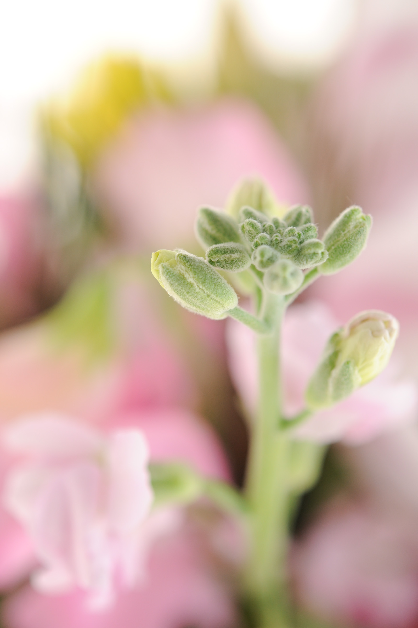 可愛い蕾 ピンク色の花がバック Hana 花畑photo フリー 無料 の写真素材 壁紙置き場 蕾 つぼみ