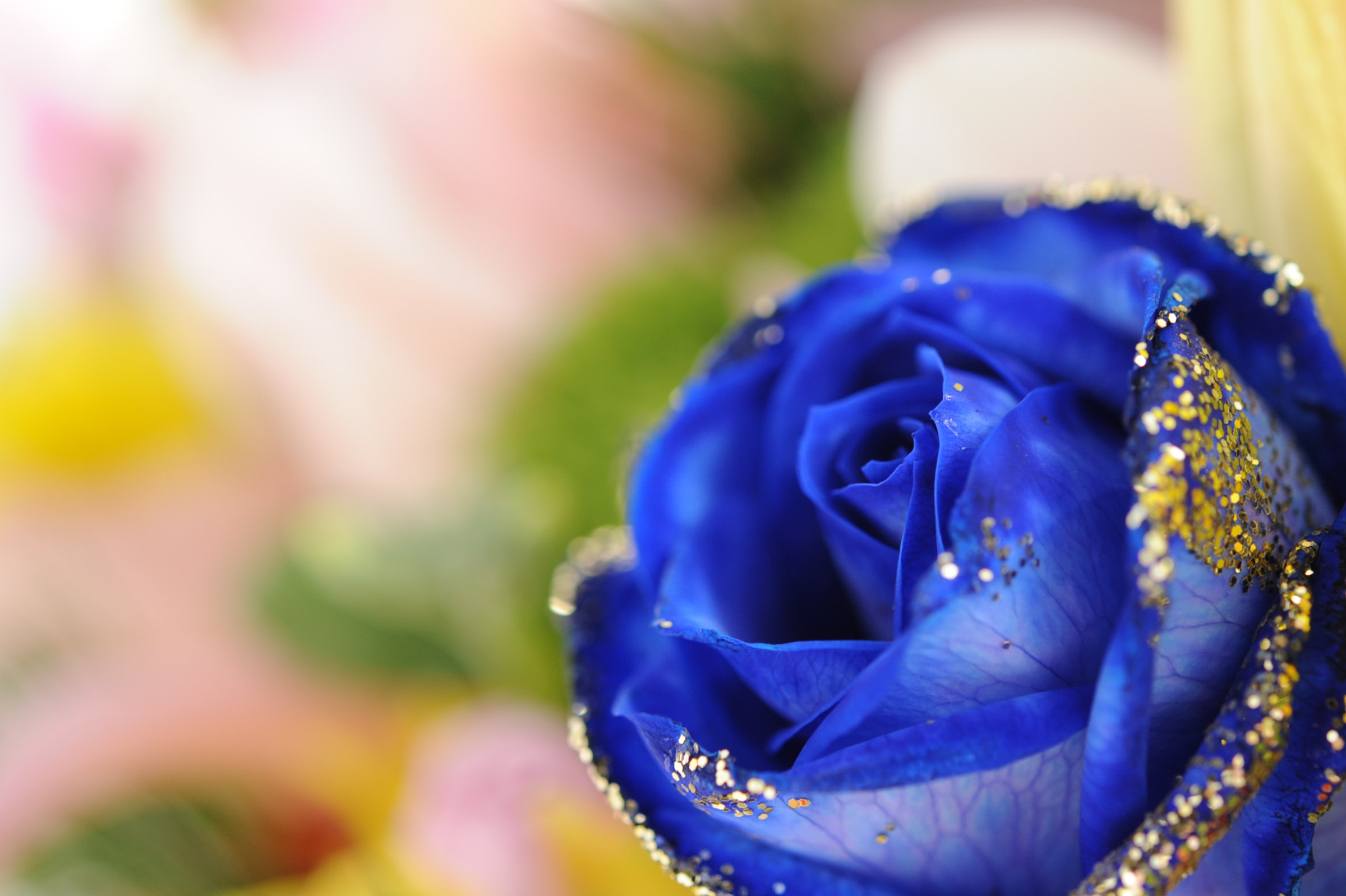 青いバラの写真 横位置 Hana 花畑photo フリー 無料 の写真素材