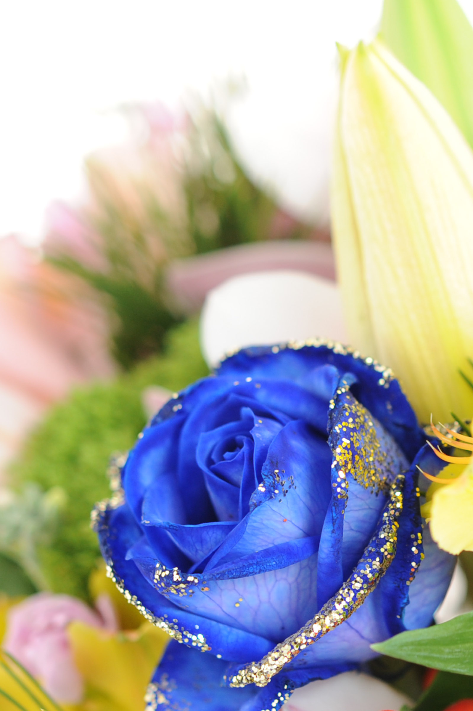 青いバラの写真 縦位置001 Hana 花畑photo フリー 無料 の写真素材 壁紙置き場 青色の花