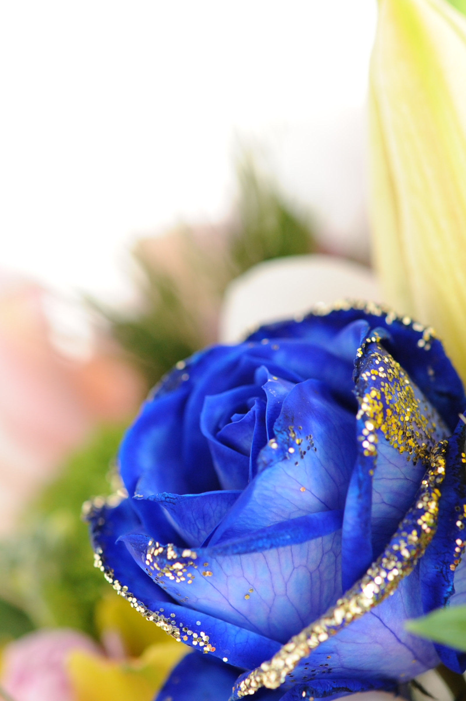 青いバラの写真 マクロ撮影 クローズアップ 縦位置 Hana 花畑photo フリー 無料 の写真素材 壁紙置き場 青色の花