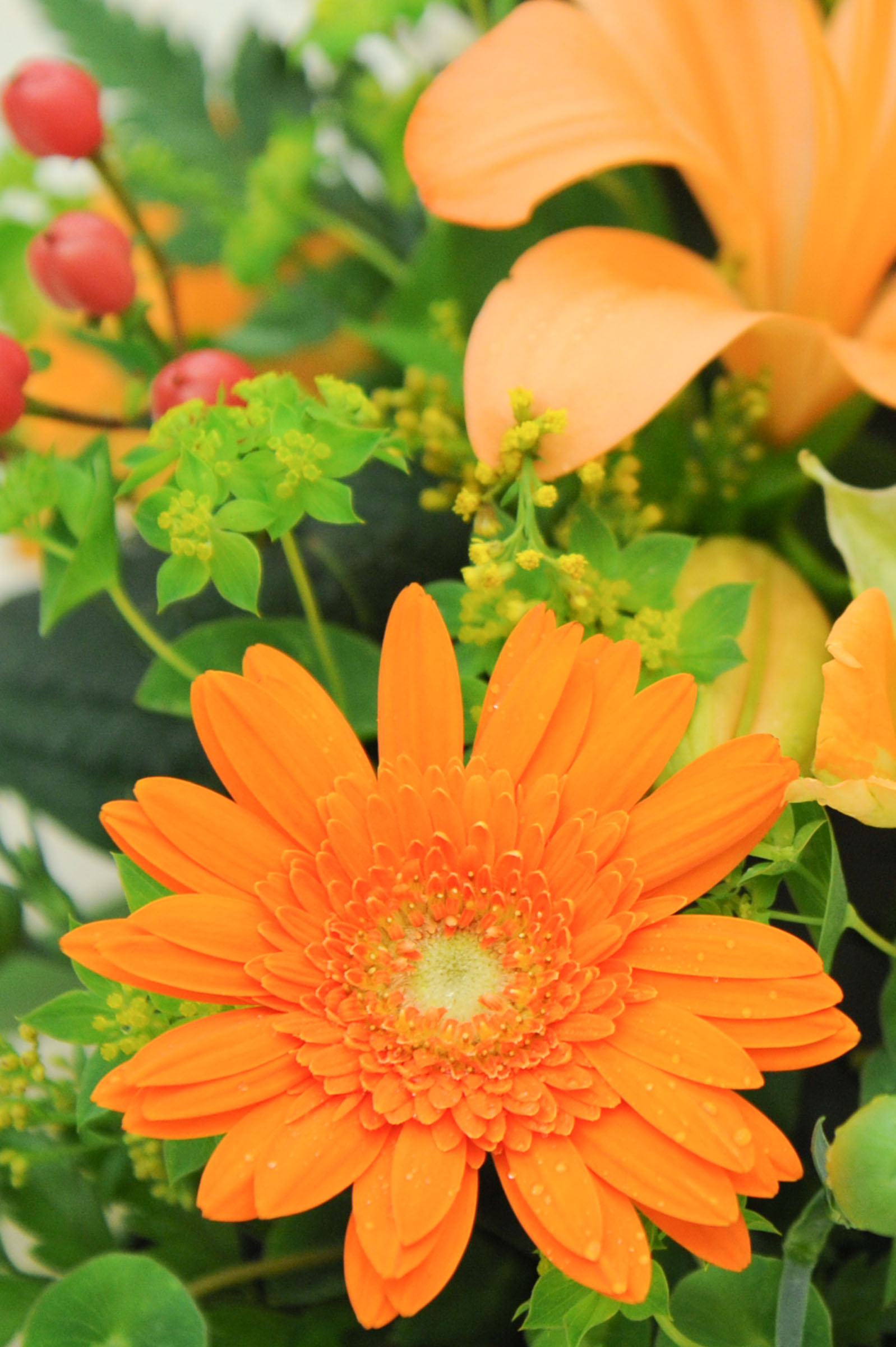 オレンジ色の花 002 Hana 花畑photo フリー 無料 の写真素材 壁紙置き場 オレンジ色の花