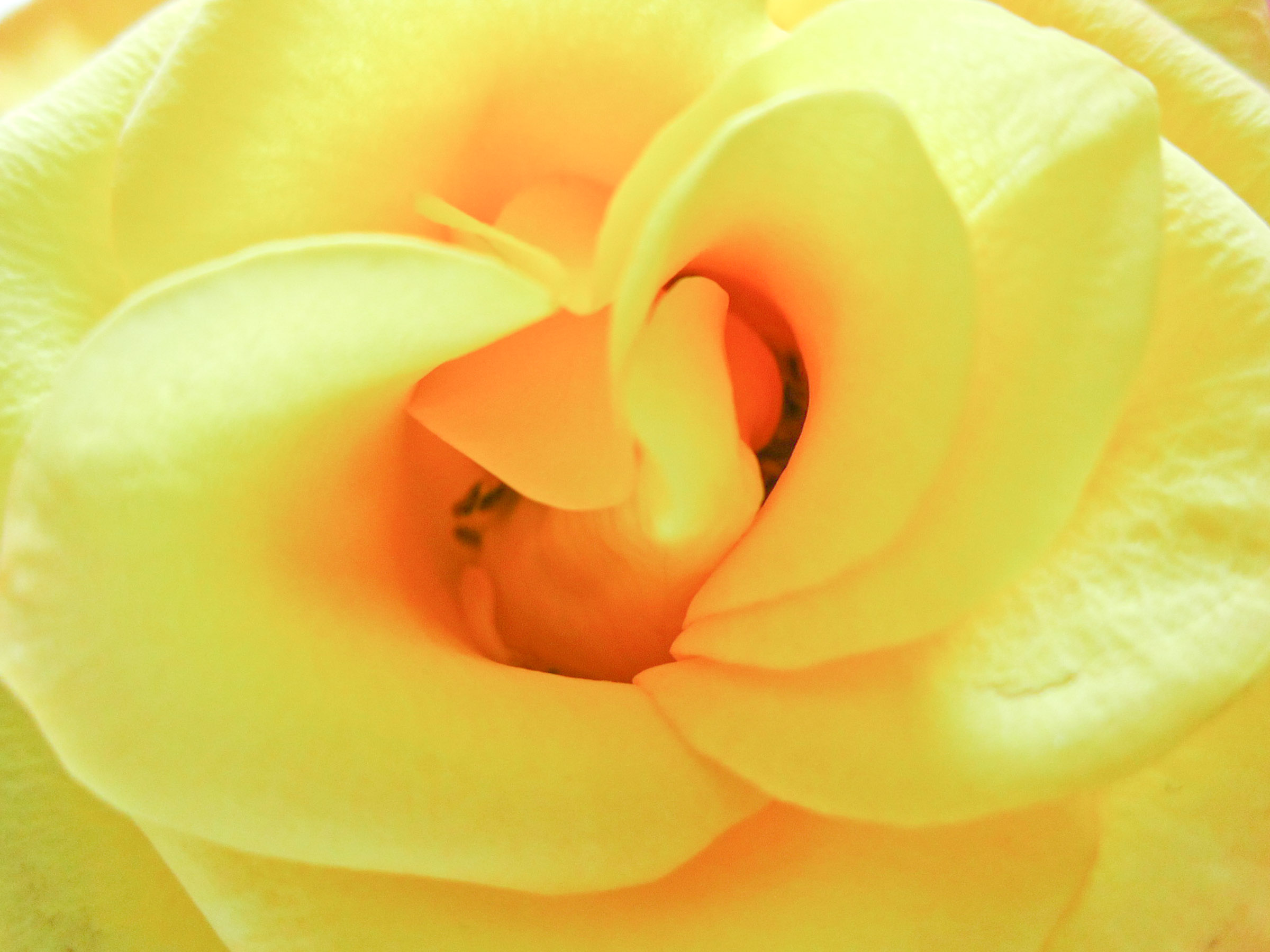 黄色い花の花びら中心部 Hana 花畑photo フリー 無料 の写真素材 壁紙置き場 黄色の花