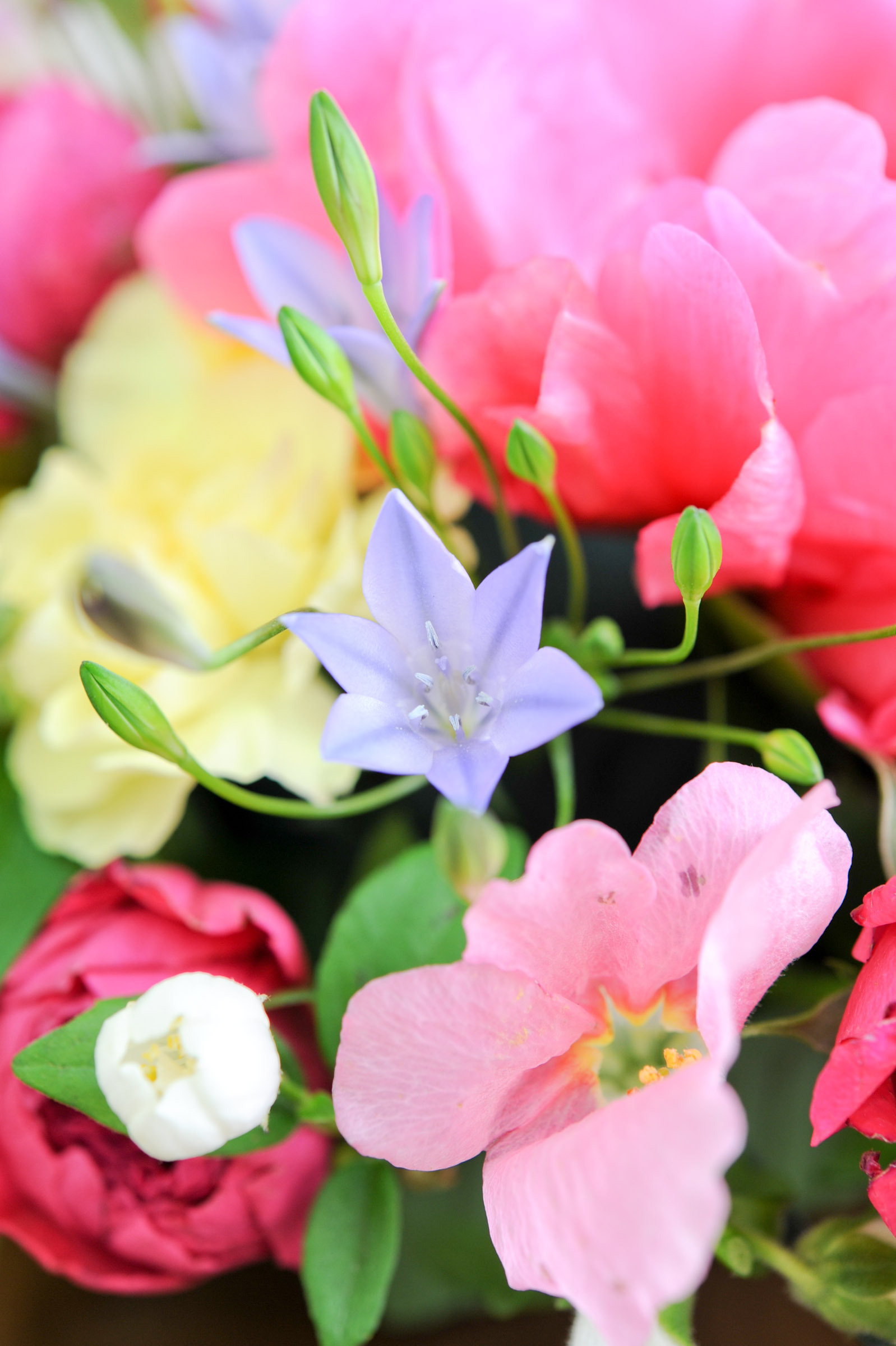 水色の花を中心としたアレンジメントフラワー 002 縦位置 Hana 花畑photo フリー 無料 の写真素材 壁紙置き場
