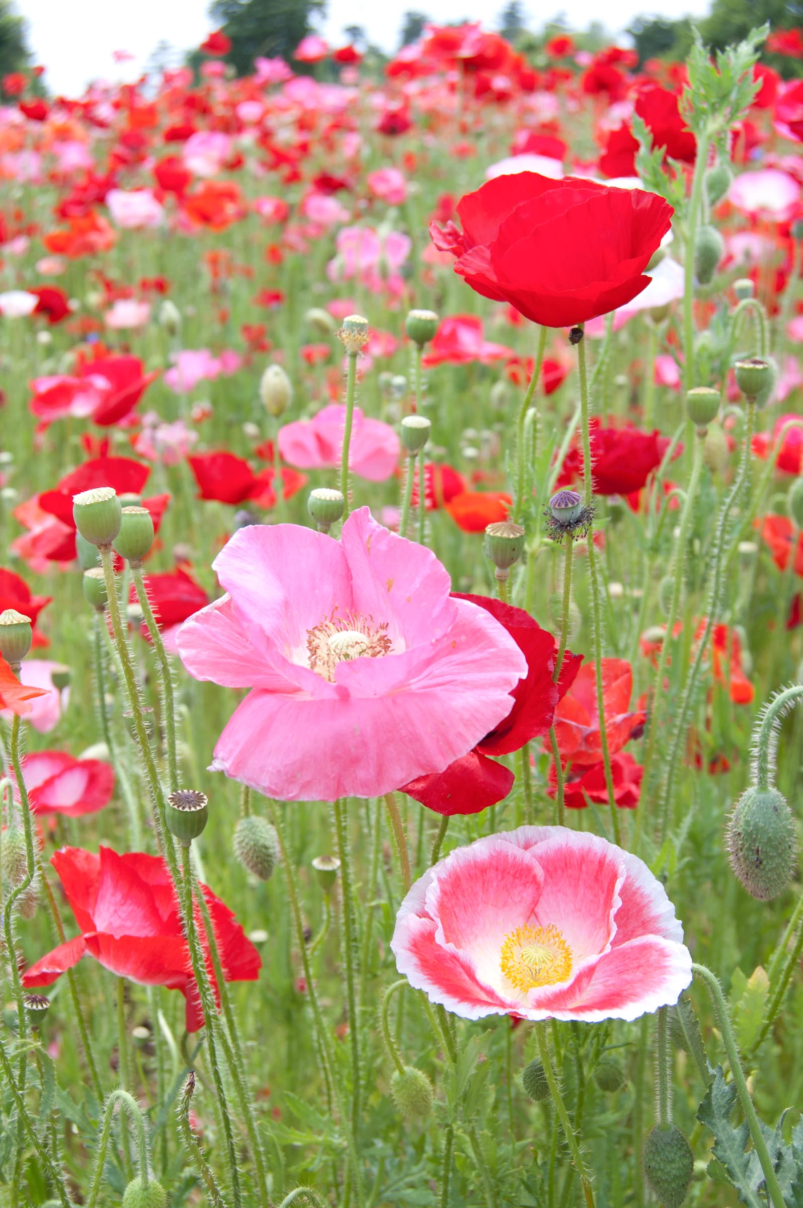 咲き乱れるポピー 赤とピンク Hana 花畑photo フリー 無料 の写真素材 壁紙置き場